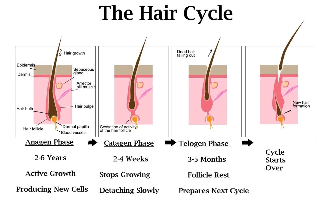 The Truth About Hair Growth: How Long Does It Really Take? Aurasense Beauty The Truth About Hair Growth: How Long Does It Really Take? Aurasense Beauty