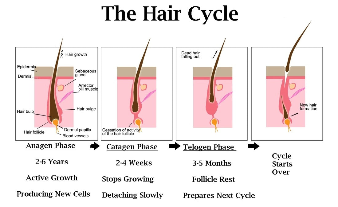 The Truth About Hair Growth: How Long Does It Really Take?